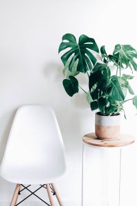 Sanse Plant